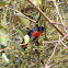 Mistletoebird (male)