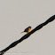 Tree Sparrow; Gorrión Molinero