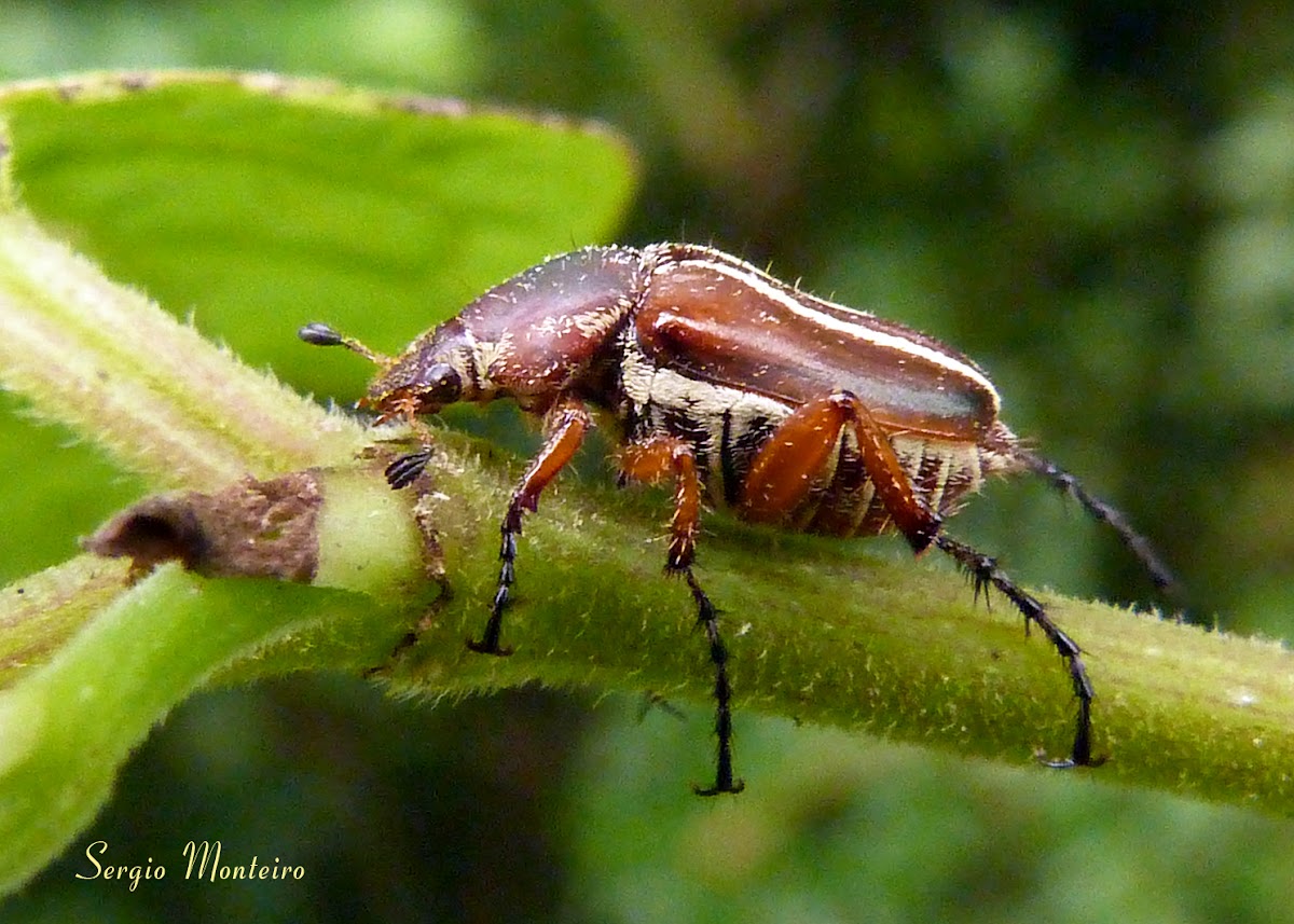 Escaravelho (Scarab)