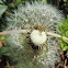 Common Dandelion (seeds)