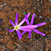 The crocus Pyrenees