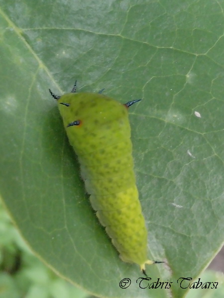 [S] Tailed Jay - Caterpillar