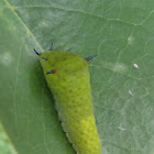 [S] Tailed Jay - Caterpillar