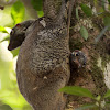 flaying lemur - Colugo