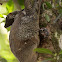 flaying lemur - Colugo
