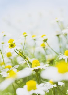 How to mod Nature Flowers Wallpaper 1.0 apk for pc
