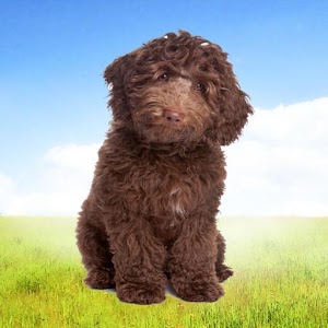 My Labradoodle.apk 1.3