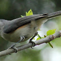 Tufted titmouse with meal