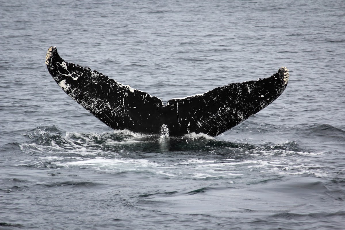 Stonewall the Humpback Whale