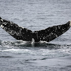 Stonewall the Humpback Whale