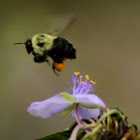 Two-spotted Bumble Bee