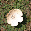 Green-spored Parasol  Chlorophyllum molybdites