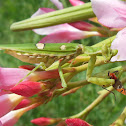 Indian Flower Praying Mantis