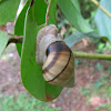Banded Tree Snail
