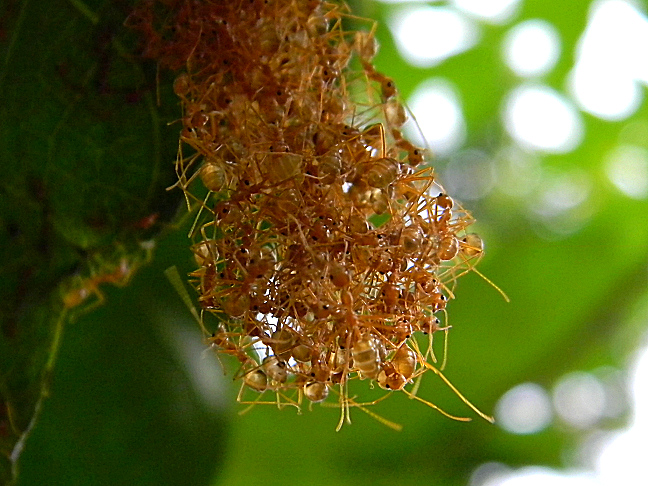 weaver ant colony