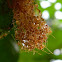 weaver ant colony
