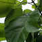 Catalpa tree