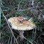 Royal fly agaric