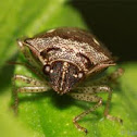 Shield bug