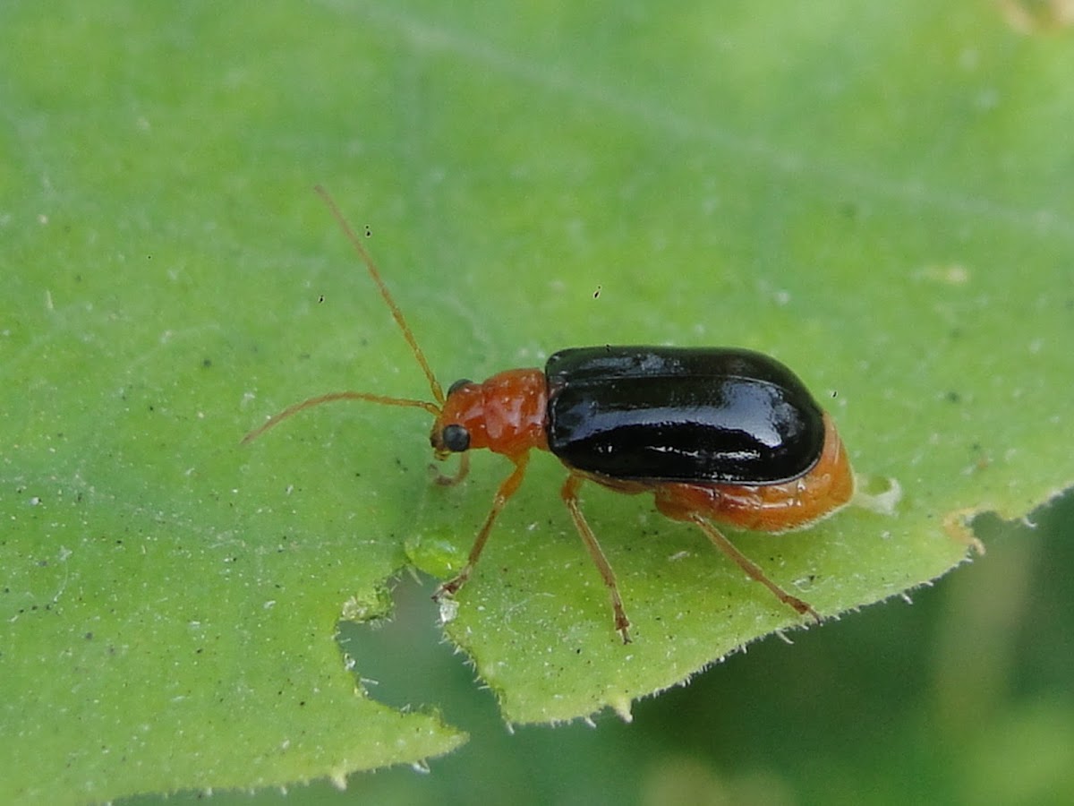 Black Flea Beetle