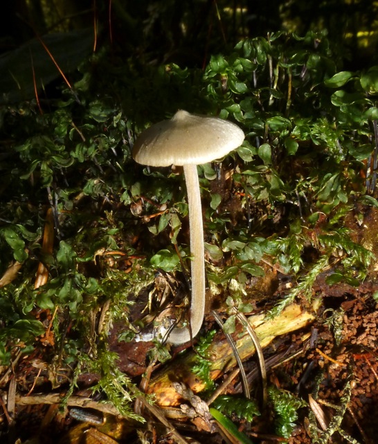 Entoloma