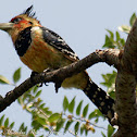 Crested Barbet