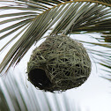 Southern Masked Weaver nest