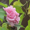 Confederate Rose