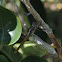 Roseate Skimmer      Female