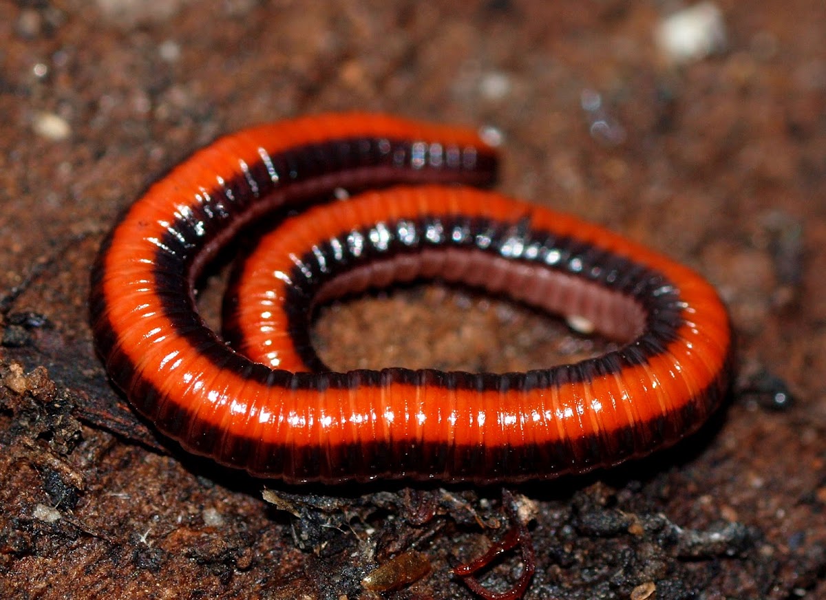 Millipede