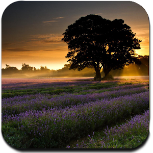 HD Tree Wallpaper 1.0