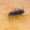 White-edged Cockroach - Nymph