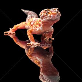 Walking on Black by Aditya Permana - Animals Reptiles