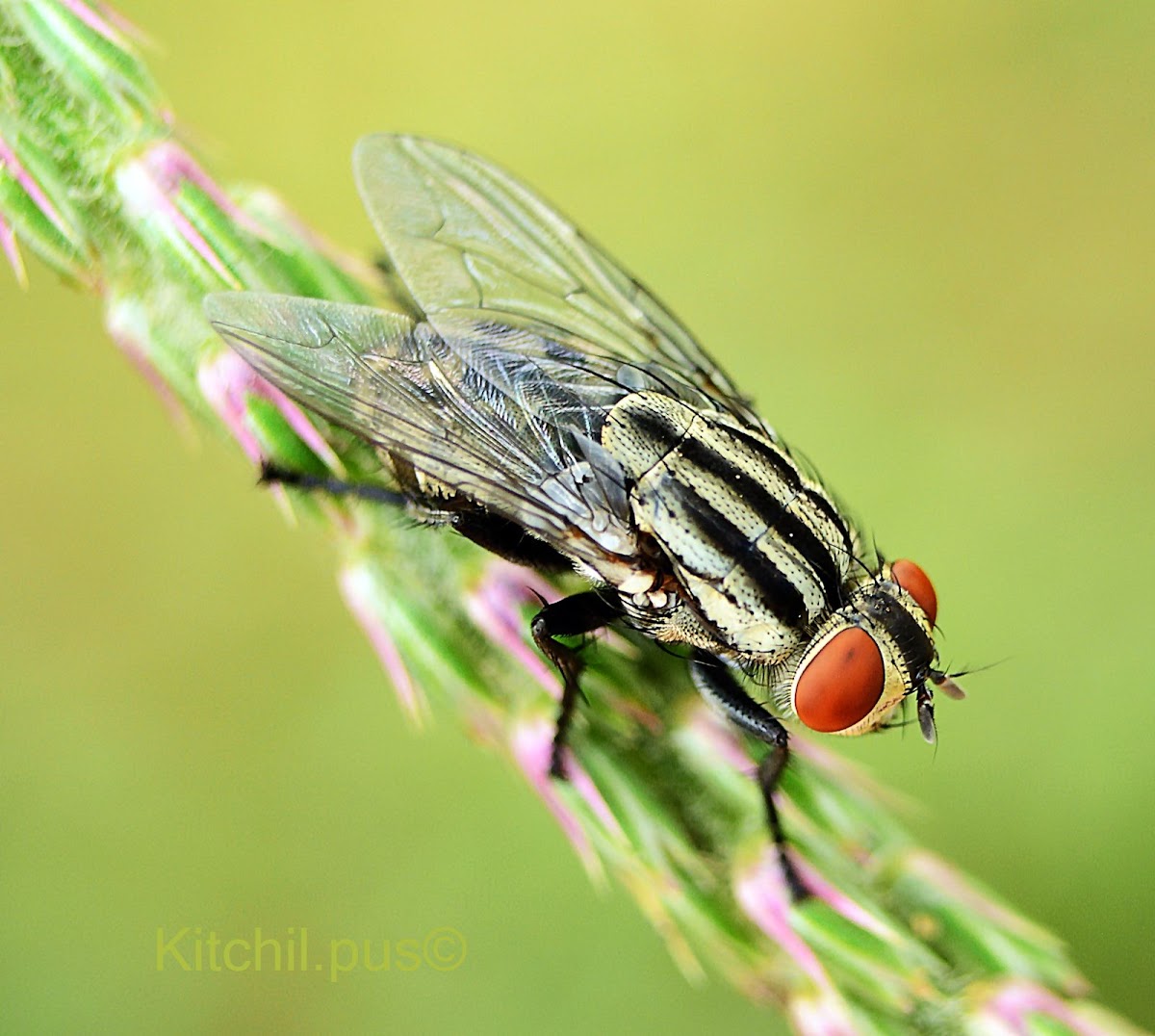 Stable fly