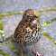 Song Thrush