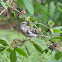 Northern Mockingbird (juvenile)