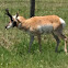 Prong Horn Antelope