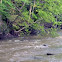 River Edge with Deciduous Trees