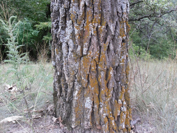 Lichen | Project Noah