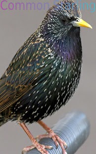 Free Download Super Birds FREE APK for Android