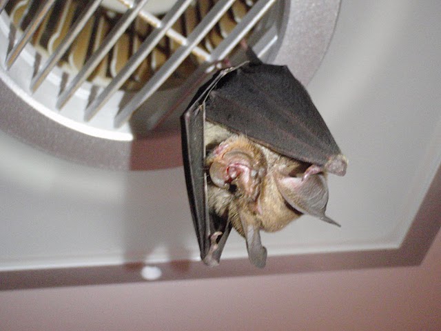 Northern leaf-nosed Bat