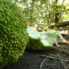 Osage orange