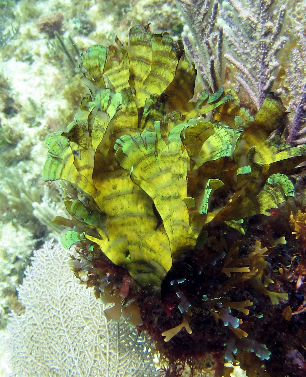 Leafy Rolled-Blade Alga