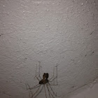 Cellar spider?