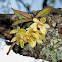 Orchid - Thrixspermum japonicum Kayaran 