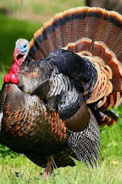 Wild turkey Puzzle poster 1