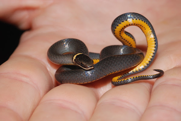 Ringneck Snake Project Noah
