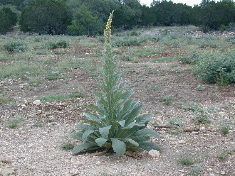 Mullein