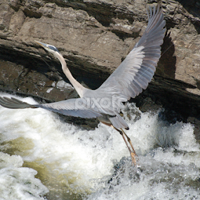 Blue Heron in flight by Debbie Annable Carr - Animals Birds