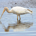 Yellow-billed Spoonbill